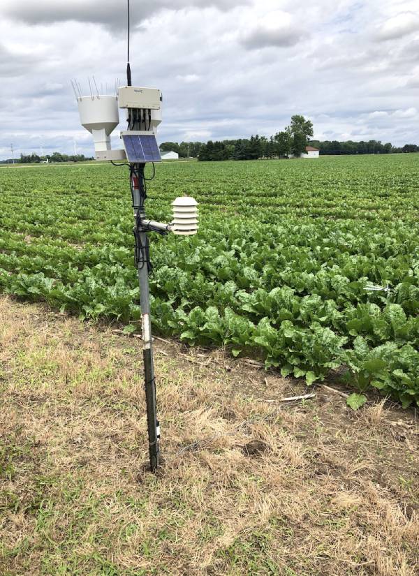 Sugar beets without Cercospora